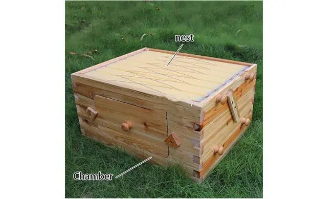 Beehive Automatic Honey Collection And Honey Bee Spleen Blue Zone Planet